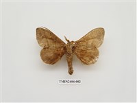 藏品(大灰枯葉蛾)的圖片